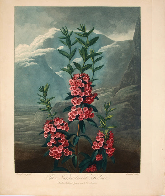 The Narrow-Leaved Kalmia.