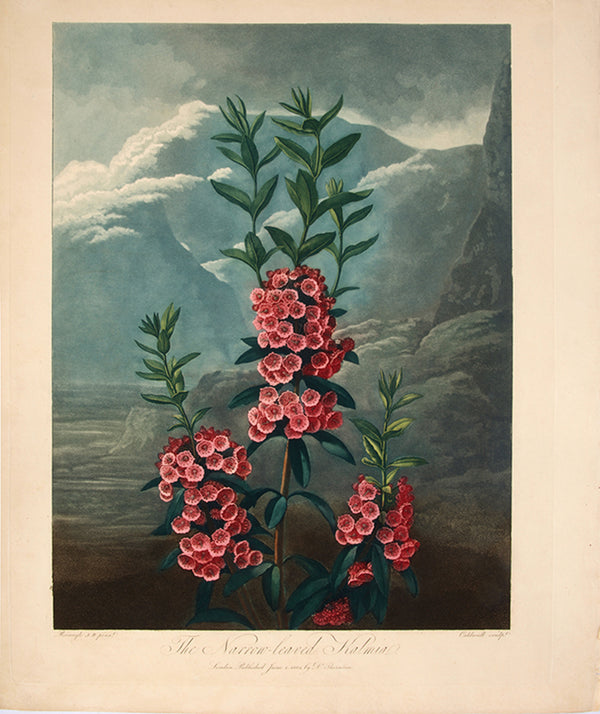 The Narrow-Leaved Kalmia.