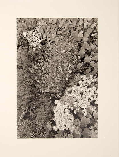 Friedlander's photographs in Flowers and Trees maintain the integrity of the flowers pictured, neither distorted nor abstracted