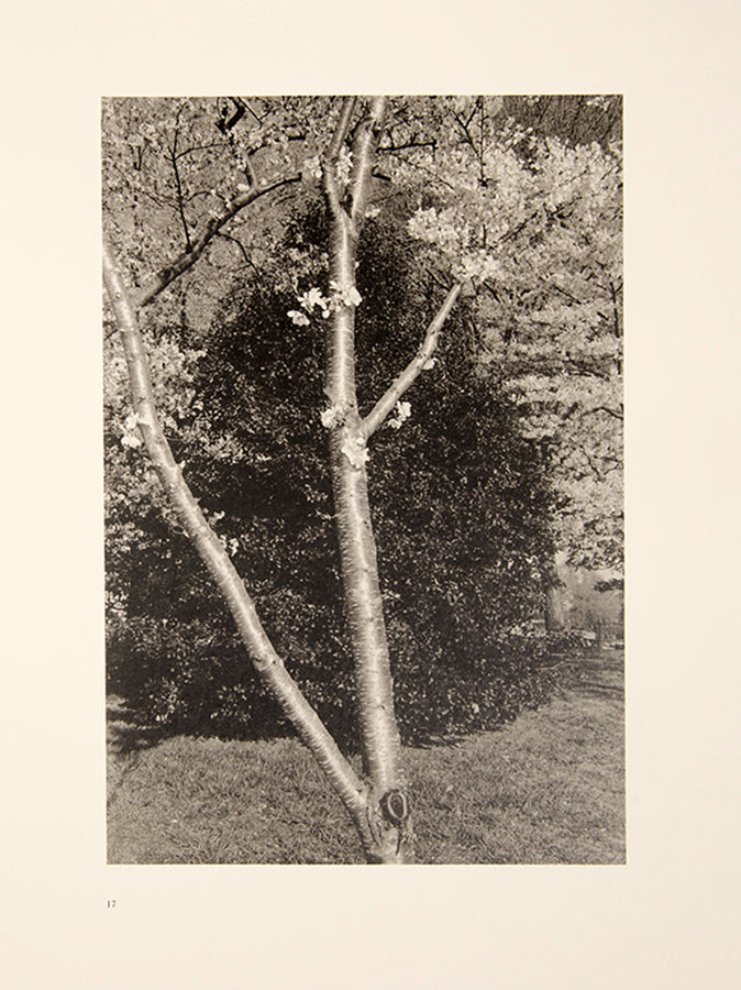 Friedlander's photographs in Flowers and Trees maintain the integrity of the flowers pictured, neither distorted nor abstracted