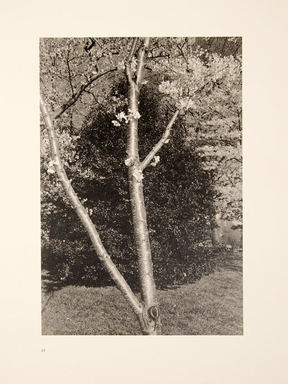 Friedlander's photographs in Flowers and Trees maintain the integrity of the flowers pictured, neither distorted nor abstracted