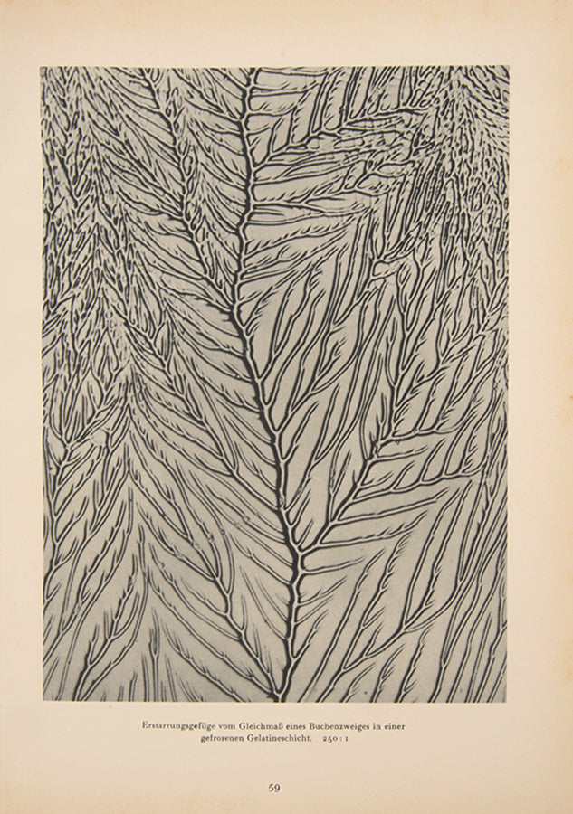 Formenkunst der Natur. 100 Bildtafeln und Einführung.