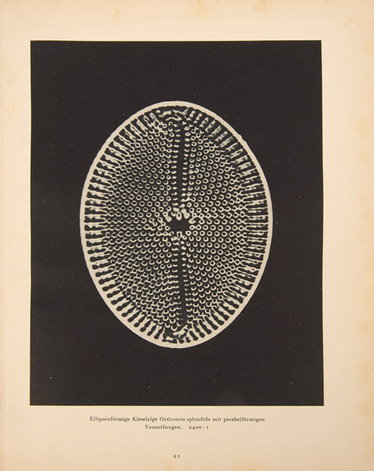 Formenkunst der Natur. 100 Bildtafeln und Einführung.