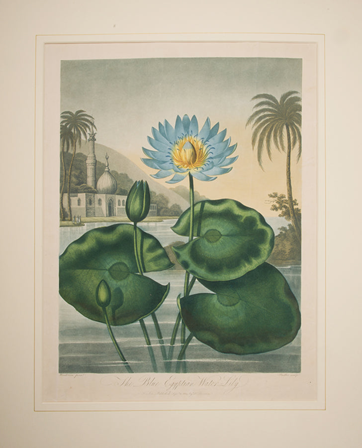 The Blue Egyptian Water Lily.