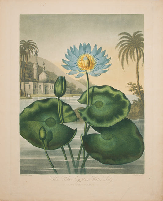 The Blue Egyptian Water Lily.