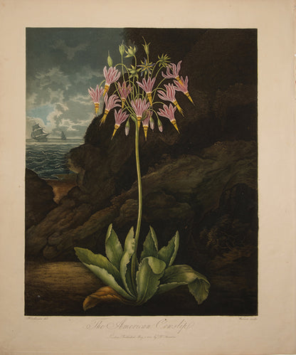 The American Cowslip.