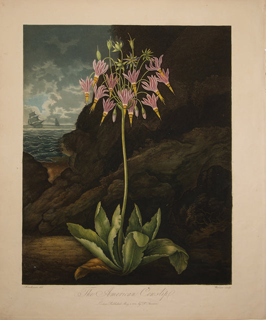 The American Cowslip.