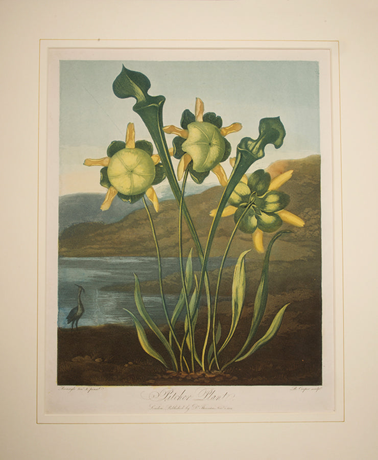 Pitcher Plant.