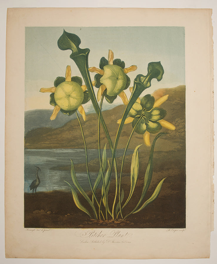 Pitcher Plant.