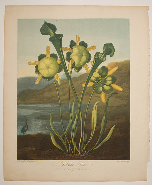 Pitcher Plant.