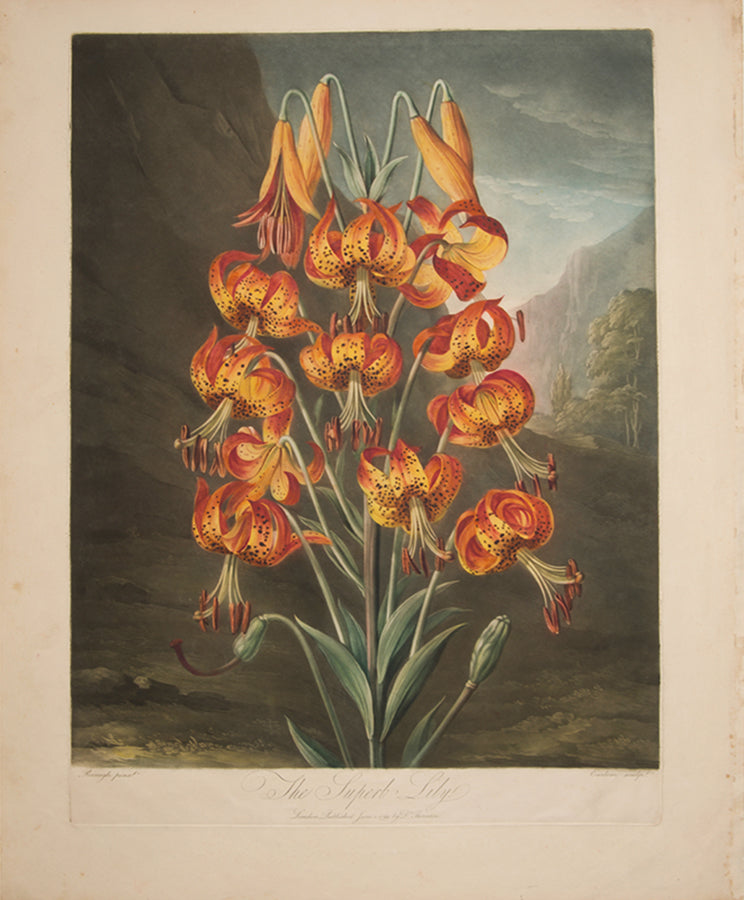 The Superb Lily.