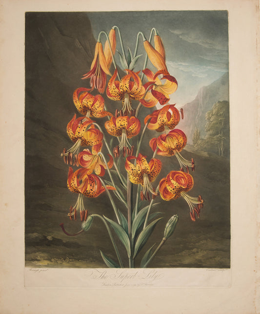 The Superb Lily.