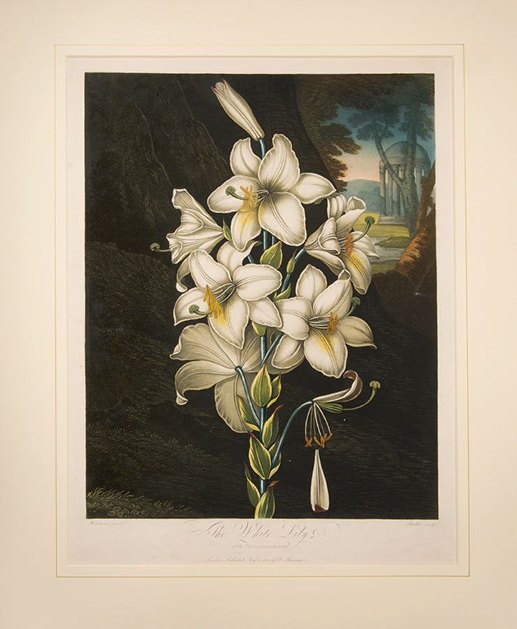 The White Lily.