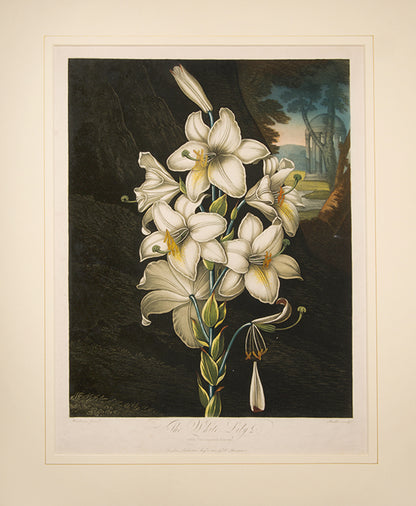 The White Lily.
