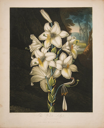 The White Lily.