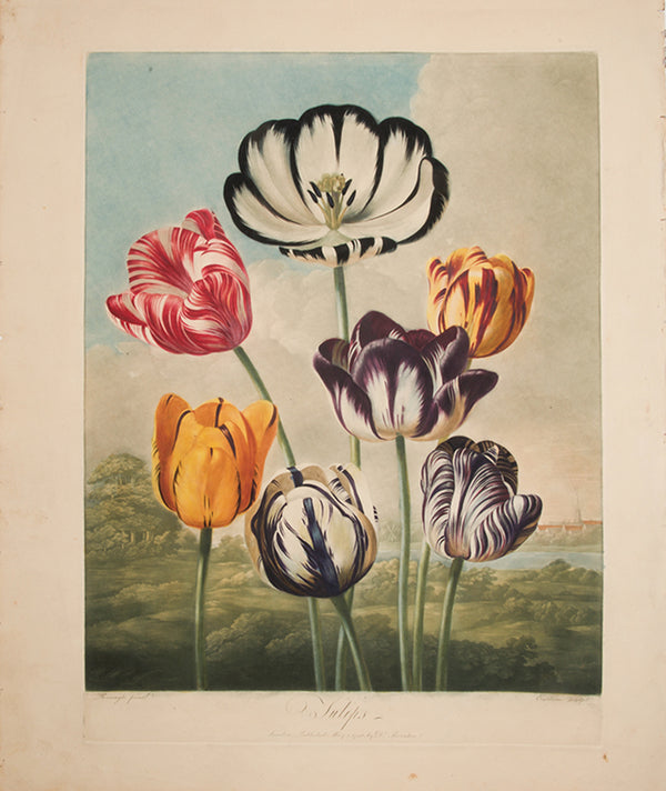 Tulips is an aquatint and mezzotint print  published by Thornton between 1799 and 1807.