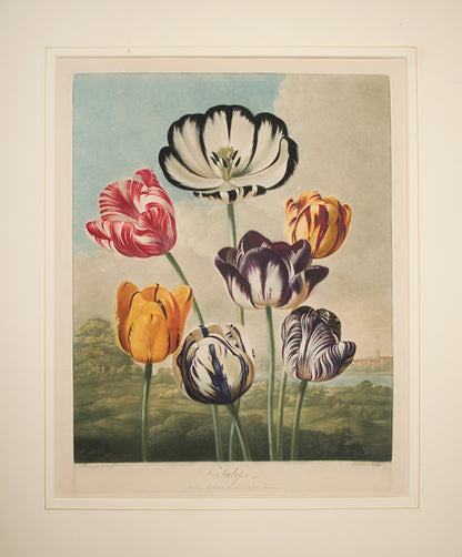 Tulips is an aquatint and mezzotint print  published by Thornton between 1799 and 1807.