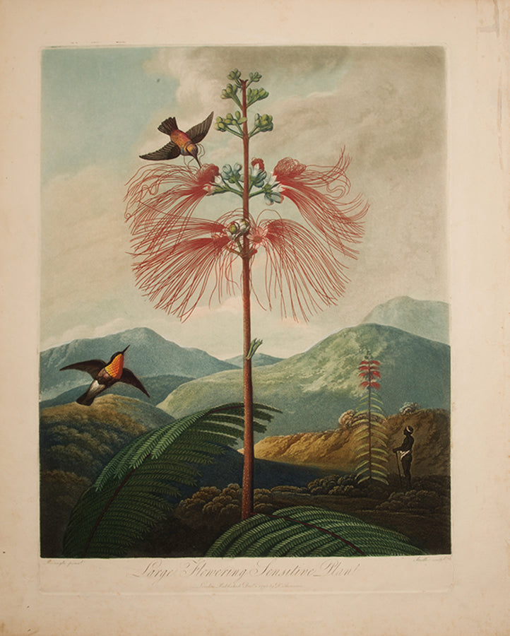 Large Flowering Sensitive Plant.