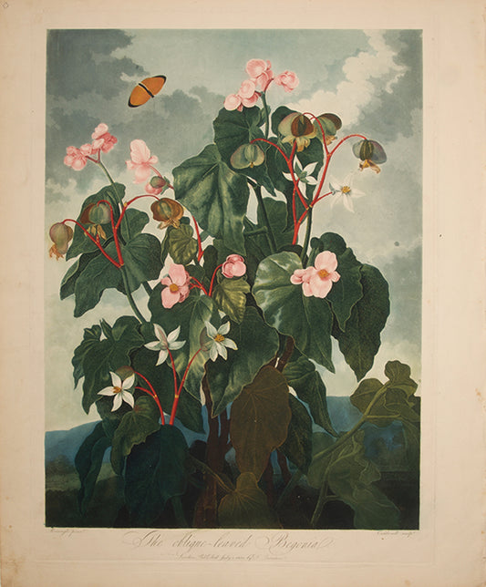 The oblique-leaved Begonia.