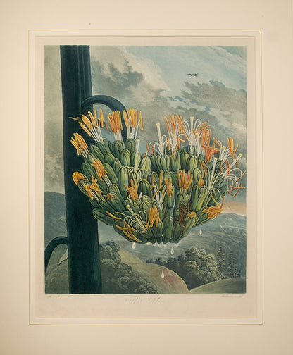 The Aloe.