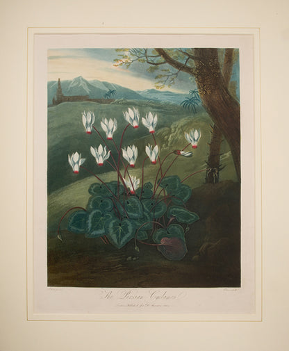 The Persian Cyclamen.