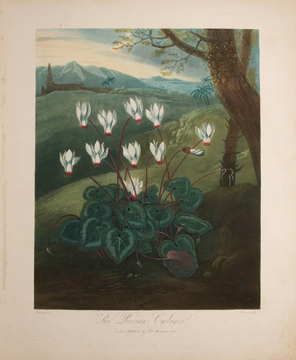 The Persian Cyclamen.