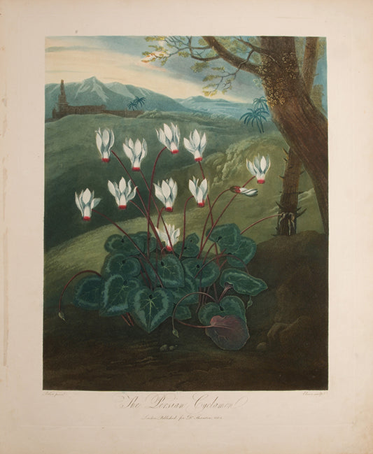 The Persian Cyclamen.