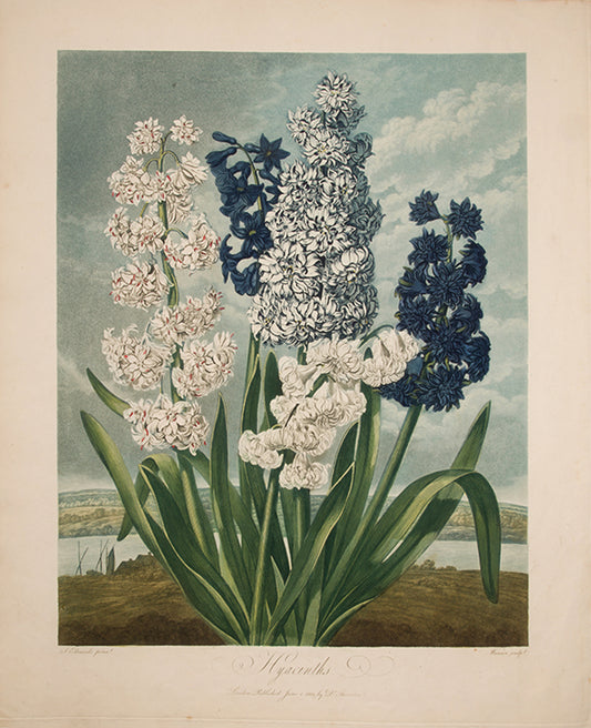 Hyacinths.