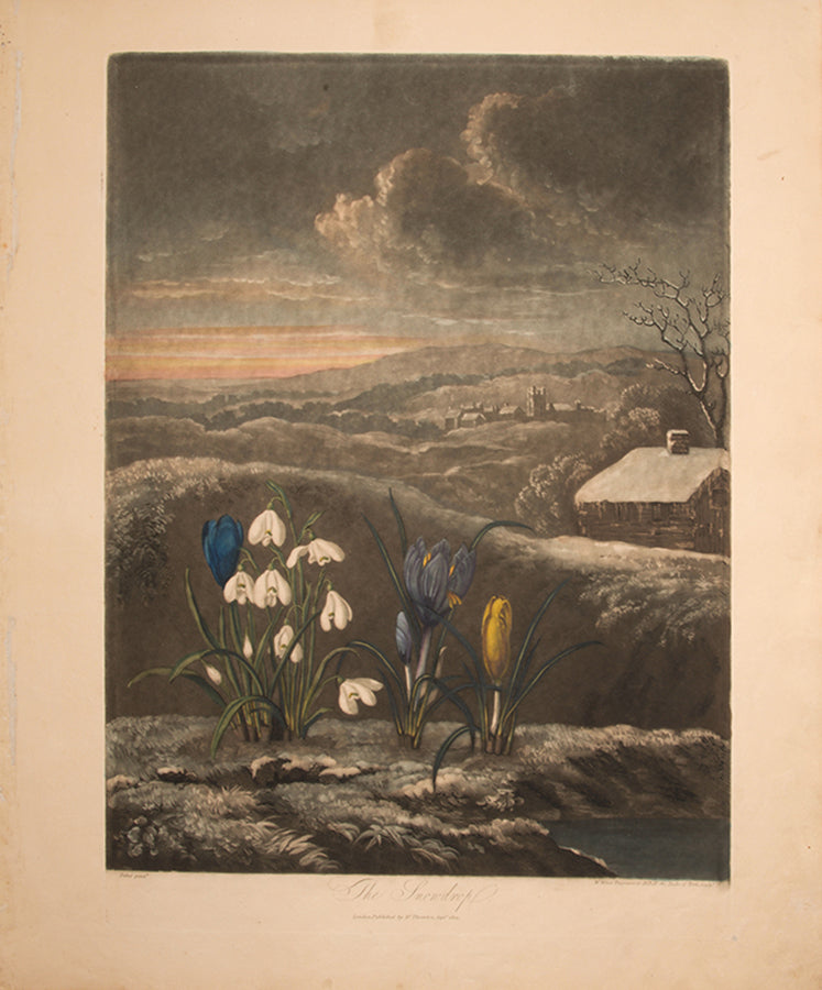 Aquatint and mezzotint, printed in colour and finished by hand, lightly toned, from The Temple of Flora.  London 1804