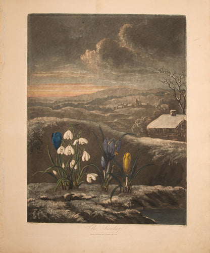 Aquatint and mezzotint, printed in colour and finished by hand, lightly toned, from The Temple of Flora.  London 1804