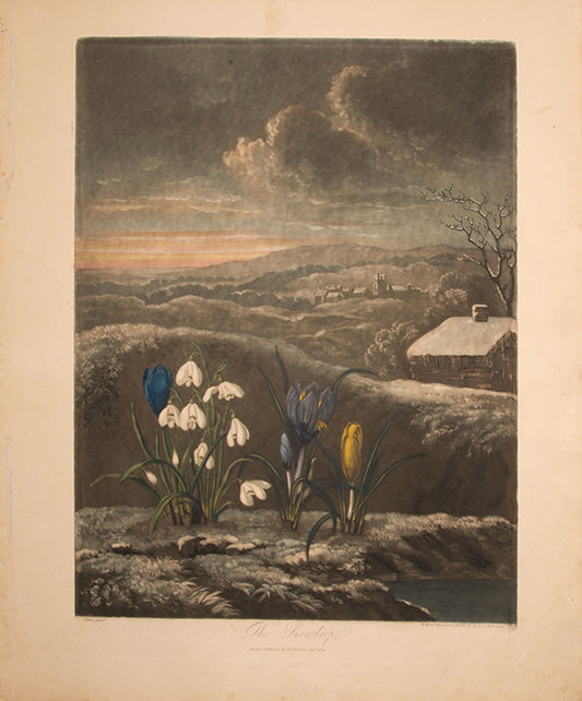 Aquatint and mezzotint, printed in colour and finished by hand, lightly toned, from The Temple of Flora.  London 1804