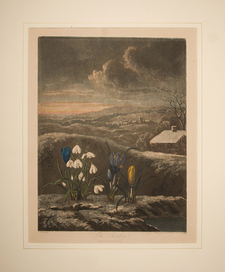 Aquatint and mezzotint, printed in colour and finished by hand, lightly toned, from The Temple of Flora.  London 1804