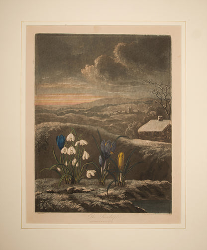 Aquatint and mezzotint, printed in colour and finished by hand, lightly toned, from The Temple of Flora.  London 1804