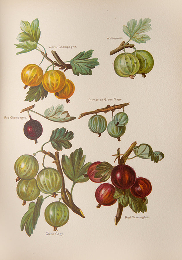 First edition of the lavishly illustrated Fruit grower's Guide by John Wright, illustrated by Mary Rivers, 1891-1894.