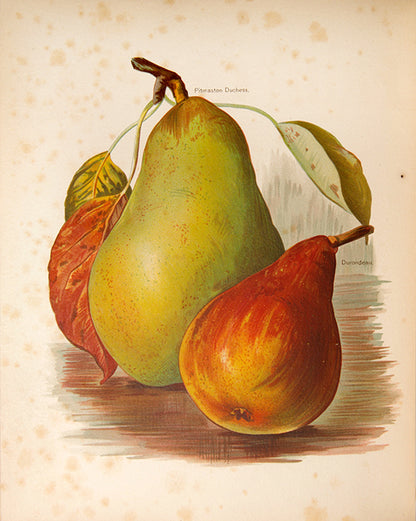 First edition of the lavishly illustrated Fruit grower's Guide by John Wright, illustrated by Mary Rivers, 1891-1894.
