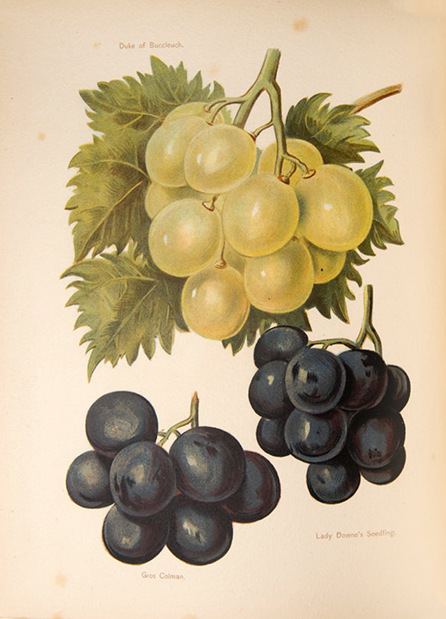First edition of the lavishly illustrated Fruit grower's Guide by John Wright, illustrated by Mary Rivers, 1891-1894.