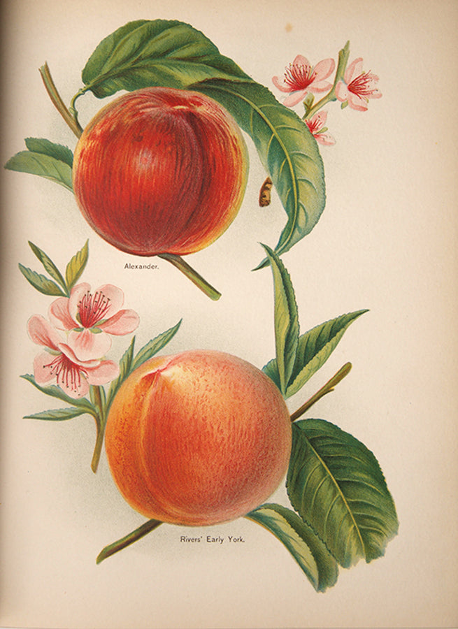 First edition of the lavishly illustrated Fruit grower's Guide by John Wright, illustrated by Mary Rivers, 1891-1894.