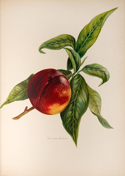 First edition of the lavishly illustrated Fruit grower's Guide by John Wright, illustrated by Mary Rivers, 1891-1894.