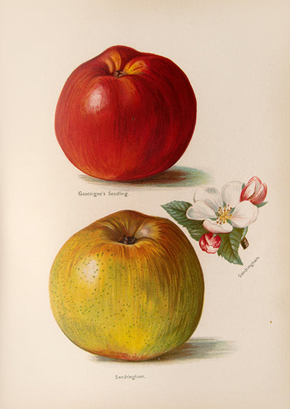 First edition of the lavishly illustrated Fruit grower's Guide by John Wright, illustrated by Mary Rivers, 1891-1894.