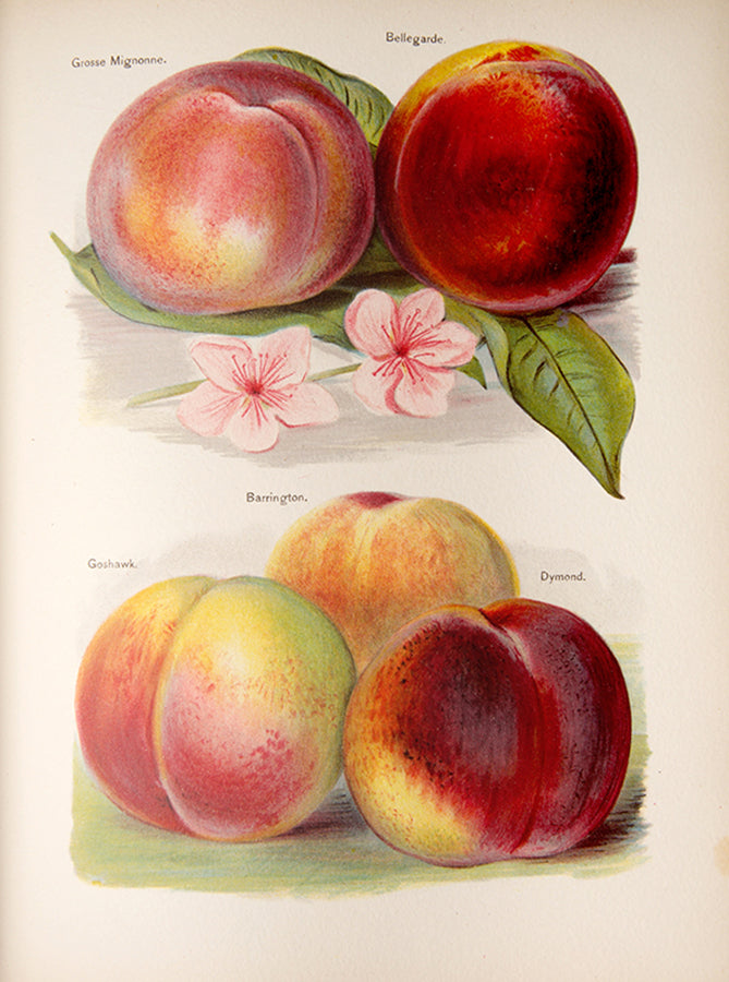 First edition of the lavishly illustrated Fruit grower's Guide by John Wright, illustrated by Mary Rivers, 1891-1894.