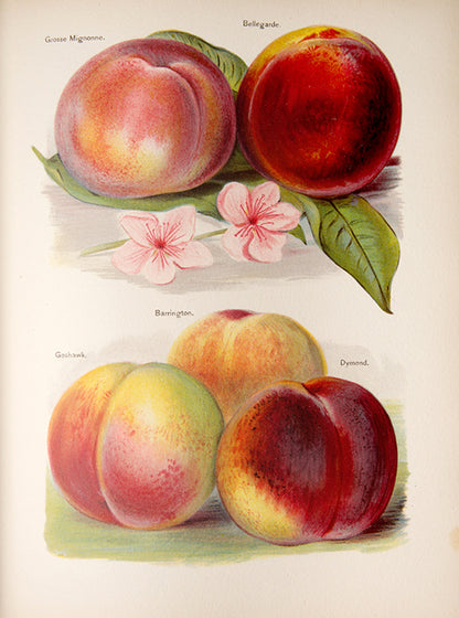 First edition of the lavishly illustrated Fruit grower's Guide by John Wright, illustrated by Mary Rivers, 1891-1894.