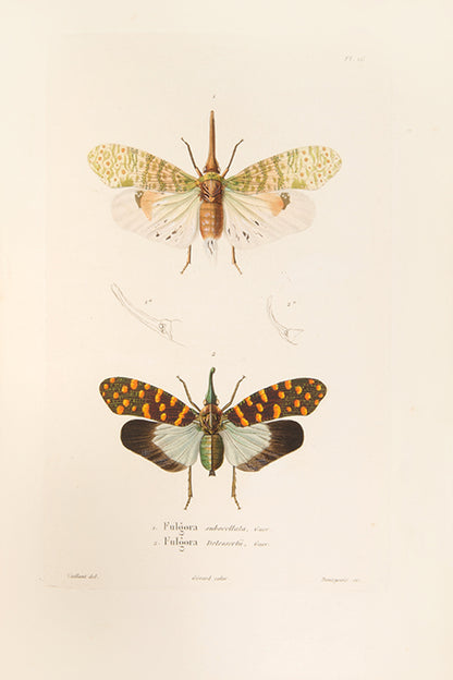 Delessert, a French explorer and naturalist travelled through Mauritius, Reunion Island, Penang, Pondicherry, Malay Peninsula, Singapore, Java, and Madras.