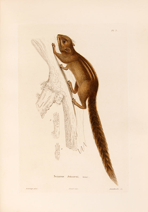 Delessert, a French explorer and naturalist travelled through Mauritius, Reunion Island, Penang, Pondicherry, Malay Peninsula, Singapore, Java, and Madras.