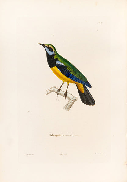 Delessert, a French explorer and naturalist travelled through Mauritius, Reunion Island, Penang, Pondicherry, Malay Peninsula, Singapore, Java, and Madras.