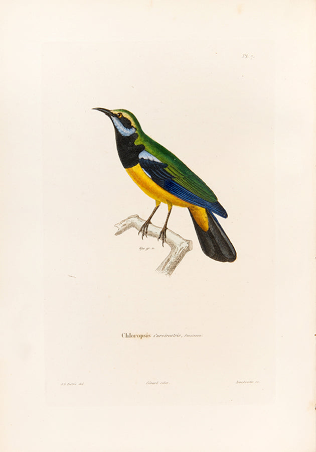 Delessert, a French explorer and naturalist travelled through Mauritius, Reunion Island, Penang, Pondicherry, Malay Peninsula, Singapore, Java, and Madras.