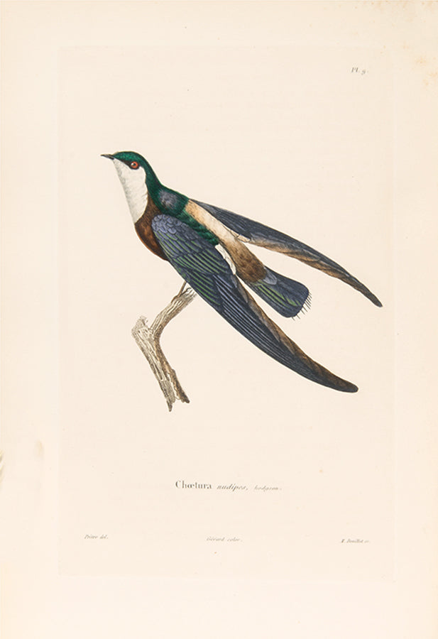 Delessert, a French explorer and naturalist travelled through Mauritius, Reunion Island, Penang, Pondicherry, Malay Peninsula, Singapore, Java, and Madras.