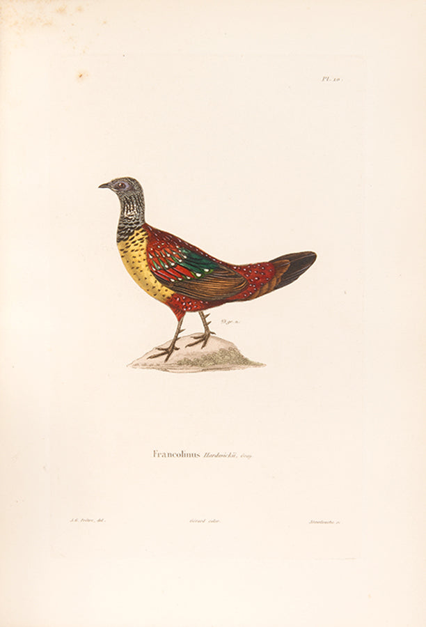 Delessert, a French explorer and naturalist travelled through Mauritius, Reunion Island, Penang, Pondicherry, Malay Peninsula, Singapore, Java, and Madras.