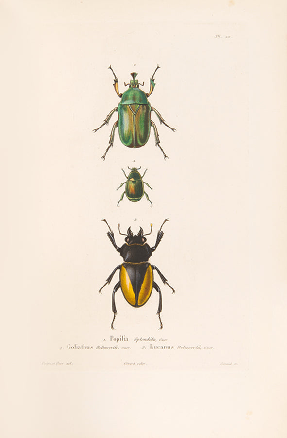 Delessert, a French explorer and naturalist travelled through Mauritius, Reunion Island, Penang, Pondicherry, Malay Peninsula, Singapore, Java, and Madras.