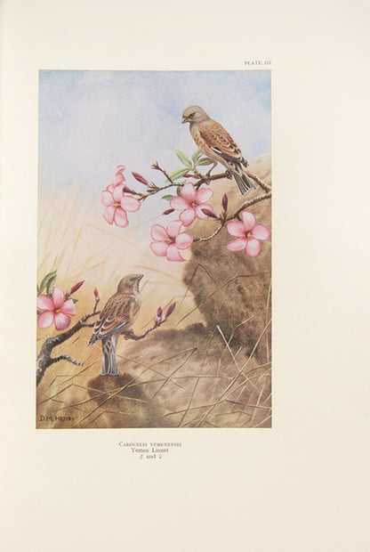 Deluxe edition of Colonel Meinertzhagen's Birds of Arabia, the definitive ornithological work of Arabia.