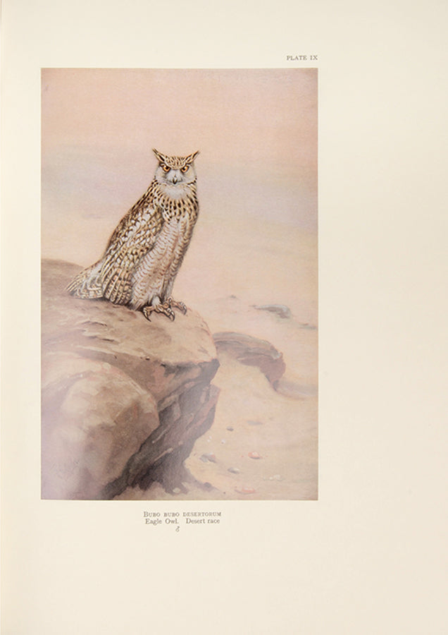 Deluxe edition of Colonel Meinertzhagen's Birds of Arabia, the definitive ornithological work of Arabia.